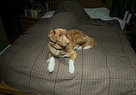 'Good boy', la película en la que el perro ya no es el mejor amigo del hombre, sino de lo paranormal