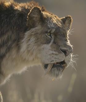 Imagen secundaria 2 - Armadillos gigantes contra mamuts: viaje inédito a la Edad de Hielo