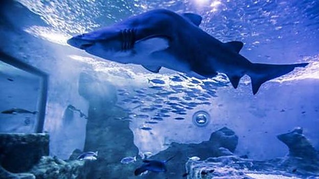 Puente de Andalucía en Sevilla 2023: los planes más divertidos para hacer con niños