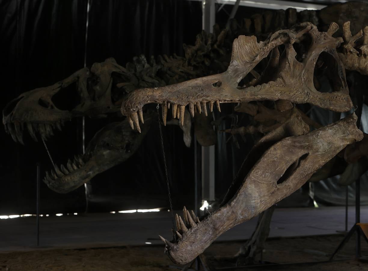 Las figuras a tamaño real y con gran realismo hacen al visitante adentrarse en el mundo de los dinosaurios