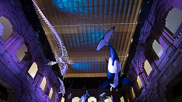 Exposición Cetáceos de Andalucía