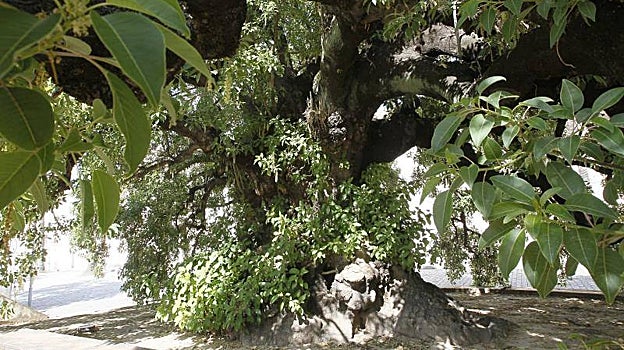 Ombú de los jardines del CAAC