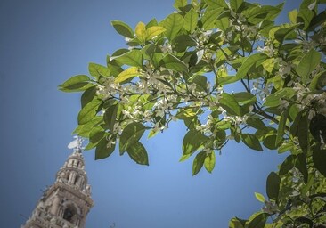 Ruta del azahar en Sevilla: recorrido por los lugares que mejor huelen en la ciudad