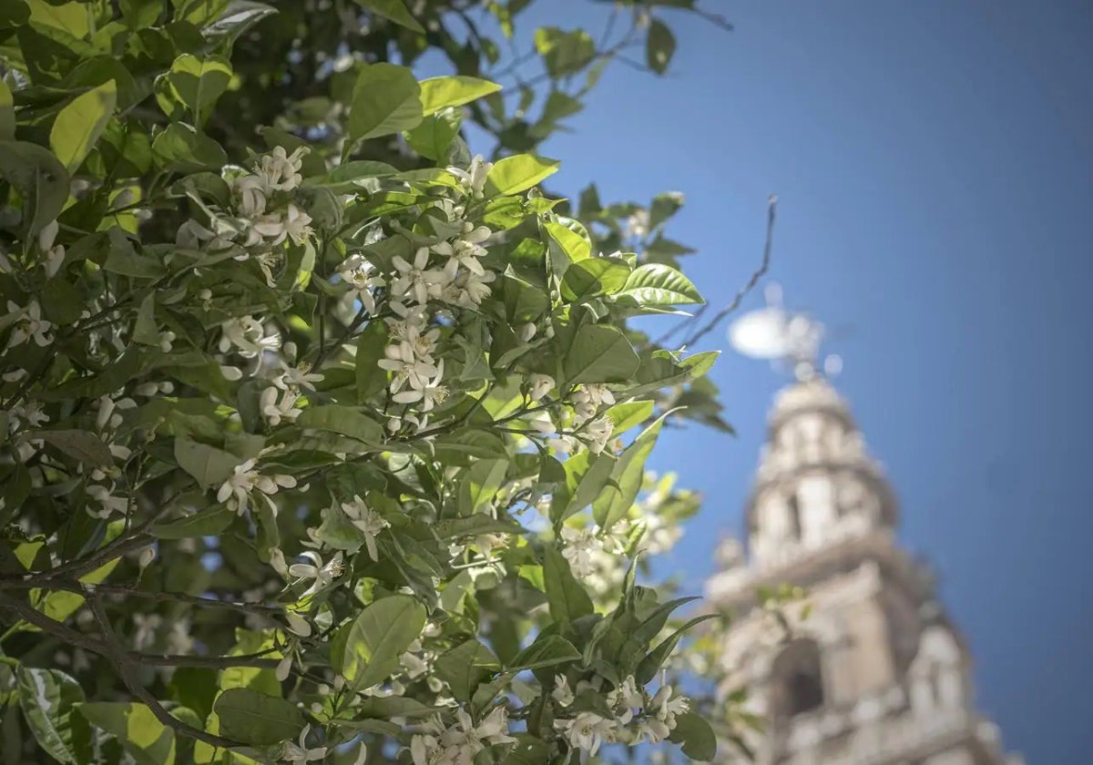 Naranjo en flor con la Giralda de fondo