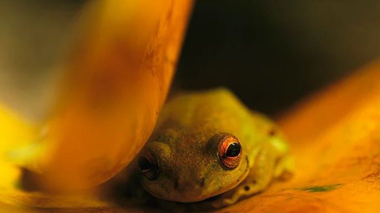 Esta exposición está integrada por fondos de la colección de National Geographic