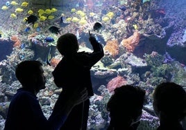 El Acuario de Sevilla ofrecerá 'un regalo exclusivo' a quienes lo visiten este día