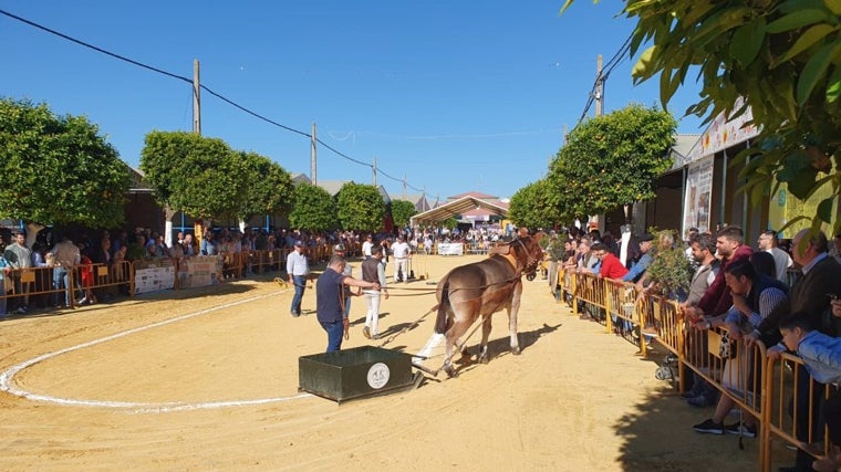 Exhibición de una edición anterior de la Feria Cinegética y Ganadera 'Villa de Guillena'