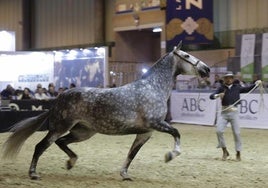 SICAB Sevilla 2024: fecha, programación y entradas del Salón Internacional del Caballo