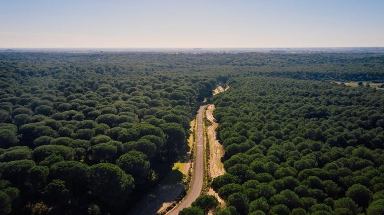 Los pinares de La Puebla del Río y Aználcazar guardan parajes de gran belleza