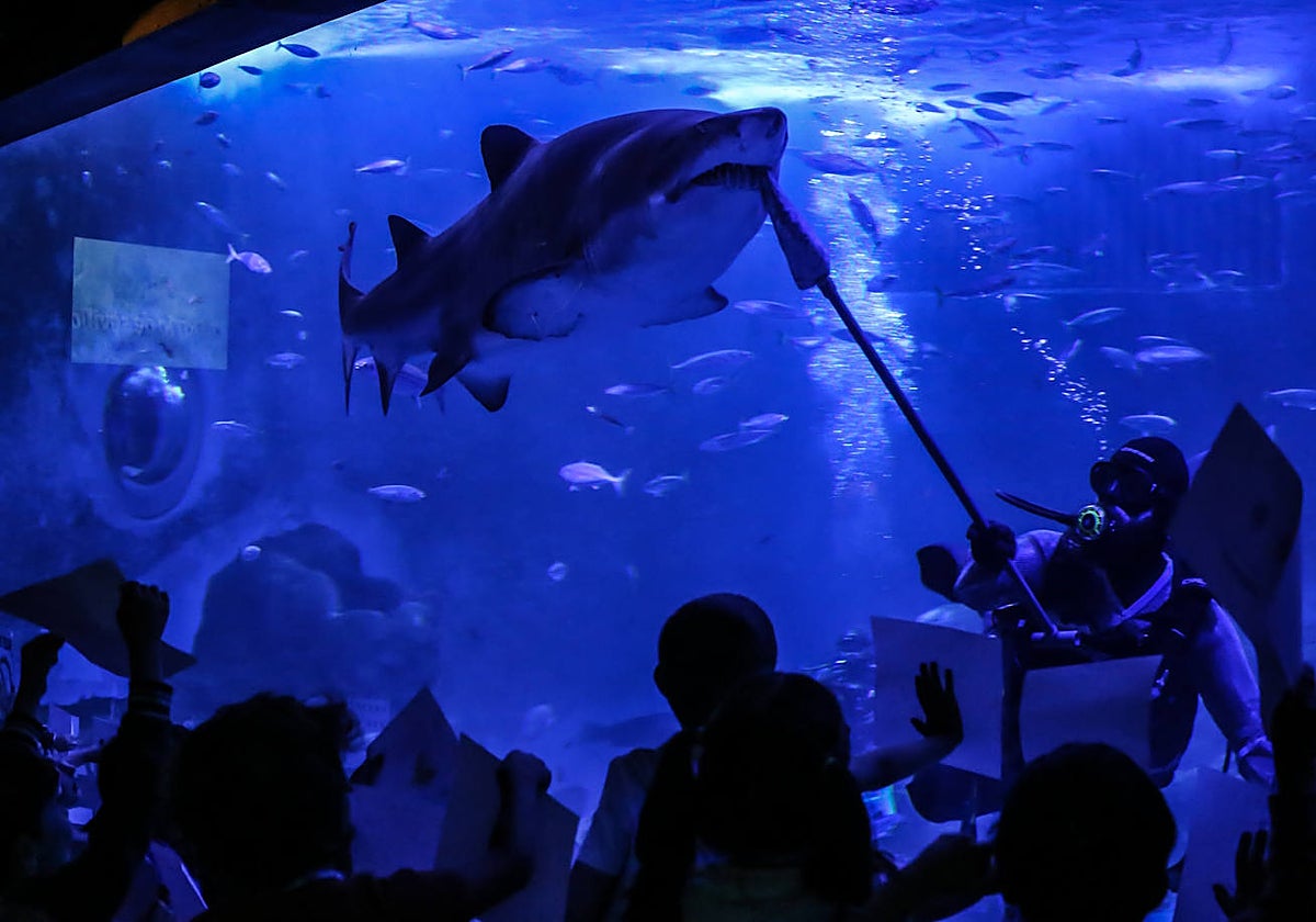 Alimentación de tiburones en el Acuario de Sevilla