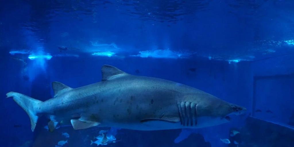 El Acuario de Sevilla abrirá durante la Noche en Blanco con entradas limitadas
