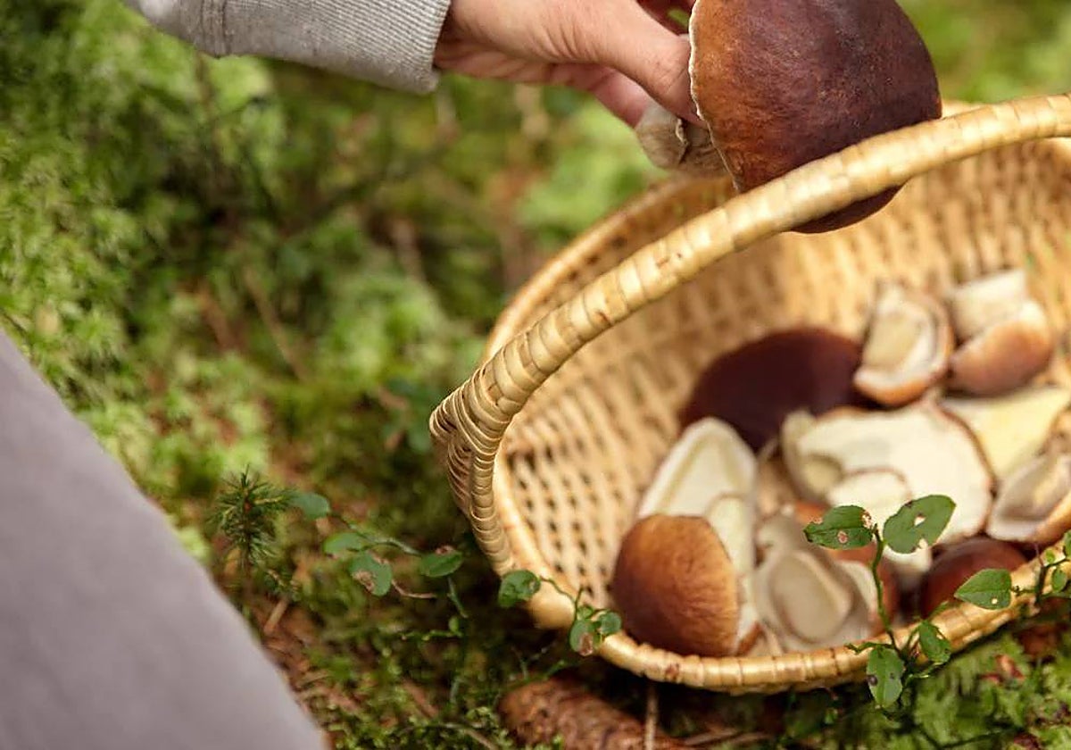 Recolección de setas