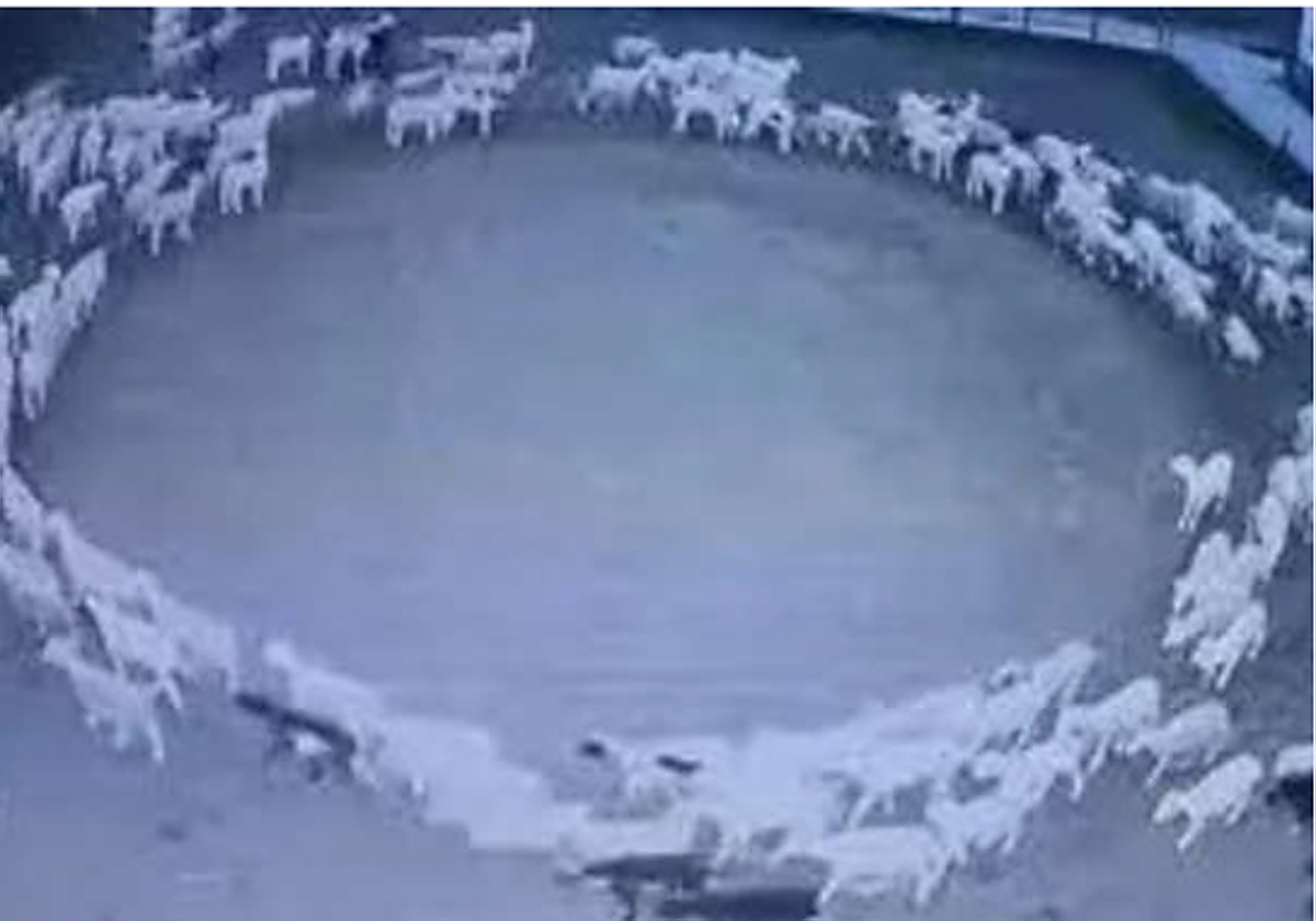 El misterio de las ovejas que llevan más de dos semanas dando vueltas en círculos