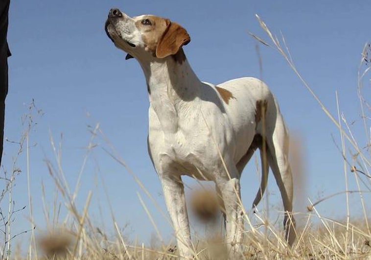 Un perro mata de un disparo a bocajarro a su dueño