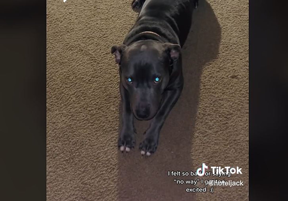 El perro que sólo atiende órdenes en español