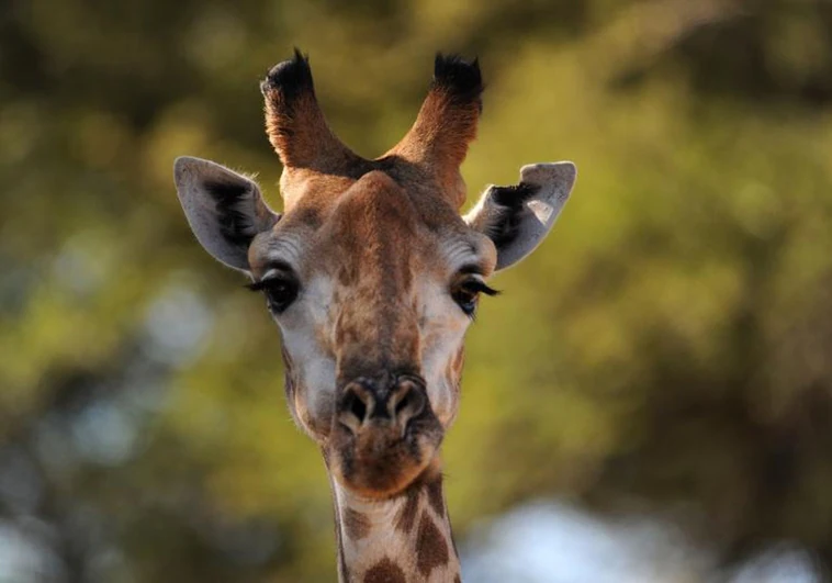 Muere una jirafa al romperse el cuello tras quedar atrapada por la puerta de un zoo de Nueva York