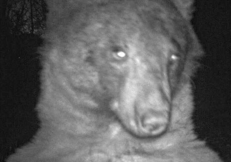 Un oso roba una cámara de fotos y se hace más de 400 selfies