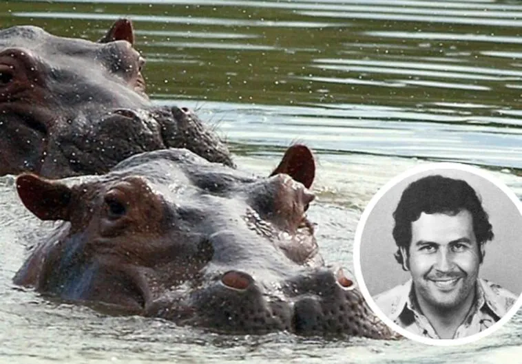 Colombia trasladará a zoos de México a los 'hipopótamos de la droga' de Pablo Escobar que aterrorizan a la población
