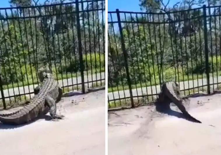El impresionante vídeo que muestra cómo un cocodrilo atraviesa una valla sin esfuerzo