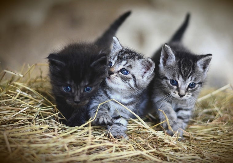 Este es el sueldazo que ofrece una pareja por cuidar de su casa y a sus dos gatos