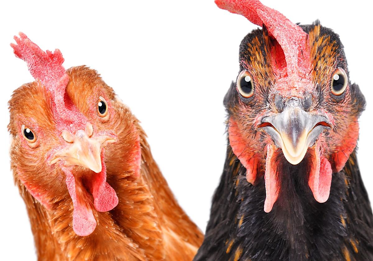 El hombre fue multado y encarcelado tras asustar y causar la muerte a varias gallinas en dos incidentes diferentes