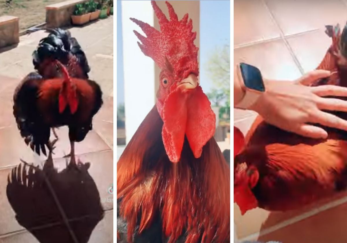 Pali, el gallo que se ha vuelto viral en TikTok