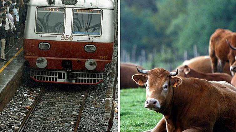 Una vaca 'voladora' que salió disparada tras ser atropellada por un tren mata a un jubilado que orinaba en las vías