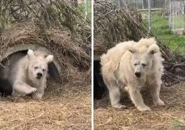 El vídeo viral de un oso despertando de su hibernación que ha desatado los memes: «Así me levanto de la siesta»