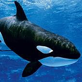 Gladis, la orca 'vengativa' que enseña a otras a atacar barcos y revoluciona las redes