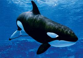 Gladis, la orca 'vengativa' que enseña a otras a atacar barcos y revoluciona las redes