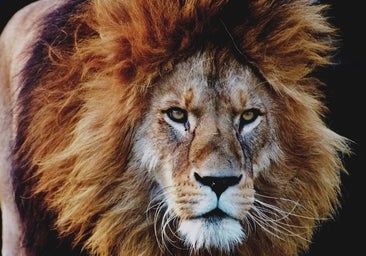 Abandona a su mujer en Uganda para que se la coman los animales tras sorprenderla leyendo la Biblia