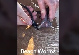 Un joven se hace viral enseñando el animal que sale de la arena de la playa
