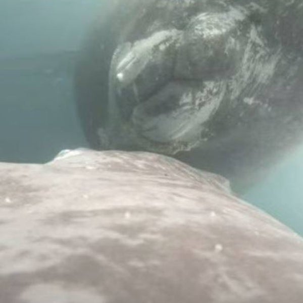 Graban por primera vez a una ballena jorobada amamantando a su cría recién nacida