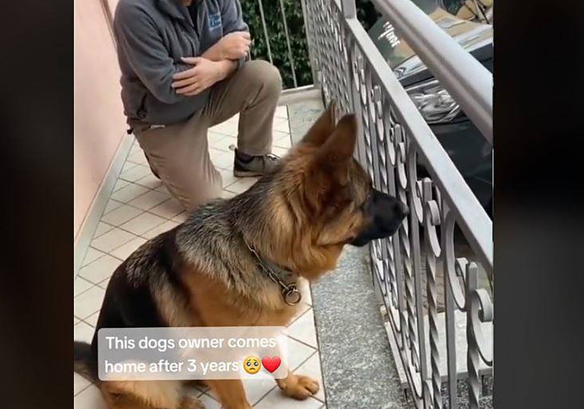 El perro, mientras espera a ver quién llega en el coche