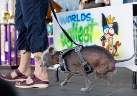 Así es Scooter, el ganador del concurso del perro más feo del mundo