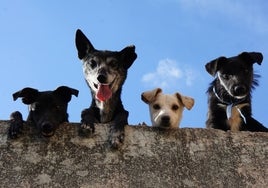 El truco de los '5 segundos' de la Policía para evitar un golpe de calor en tu mascota