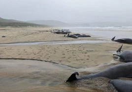 La misteriosa muerte de una manada de 55 ballenas en una playa de Escocia