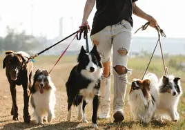 Las dos razas de perro que estos veterinarios no recomiendan tener en casa: todos están de acuerdo