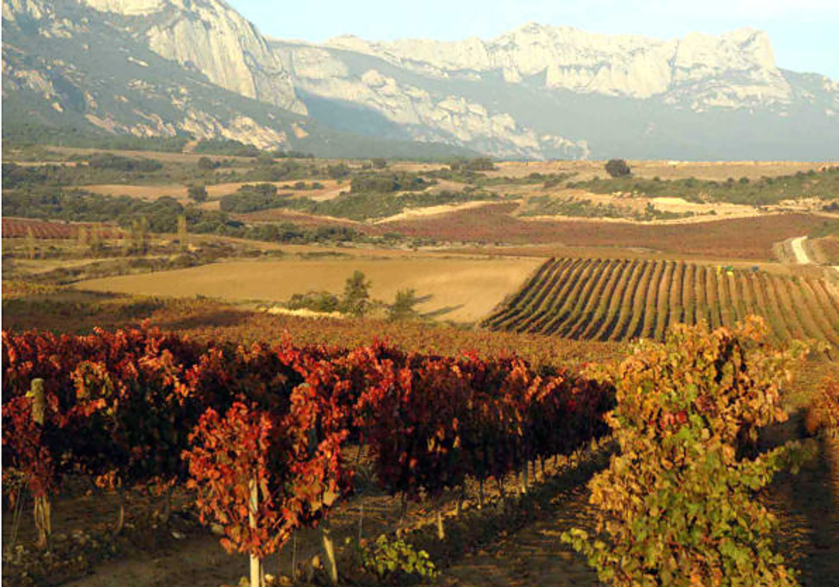 Viñedo de Rioja Alavesa