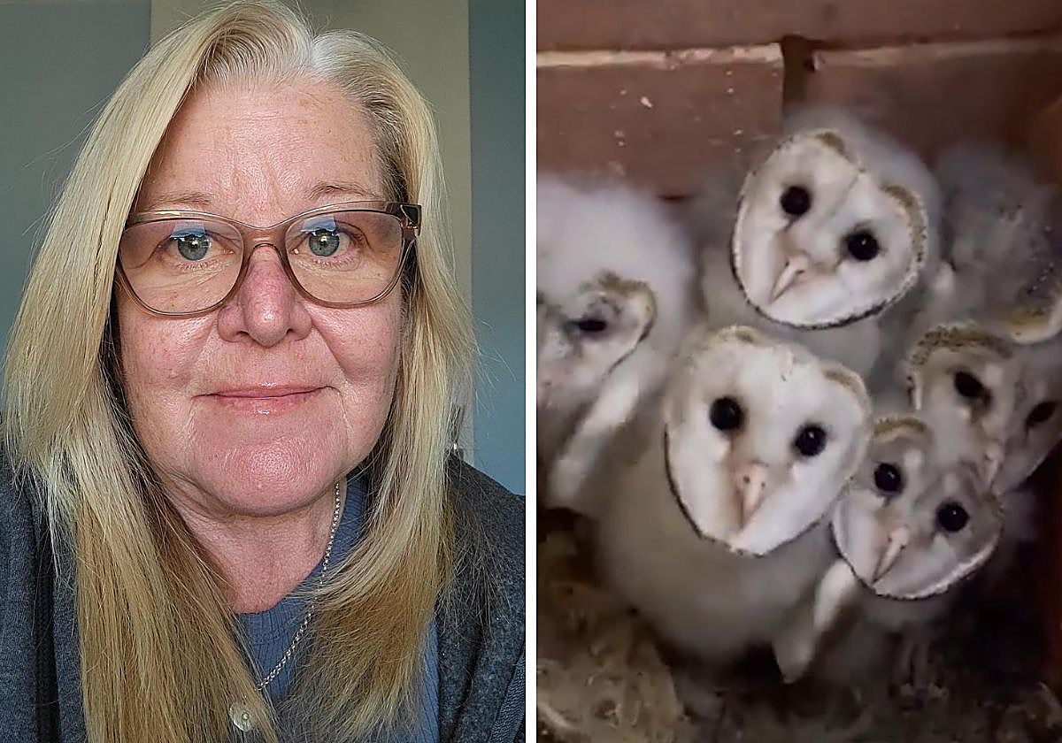 Jenny Schneider descubrió que los extraños ruidos provenientes de su chimenea eran causados por cinco crías de lechuza