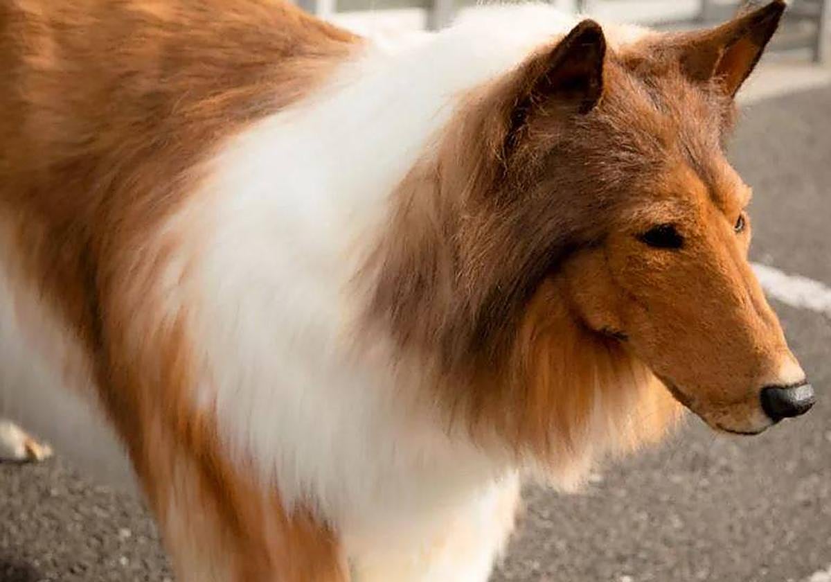 Toco, el youtuber japonés que se convierte en perro