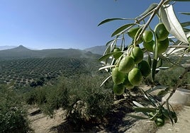 Una experta explica el motivo por el que el aceite de oliva vale la mitad que en España en algunos países