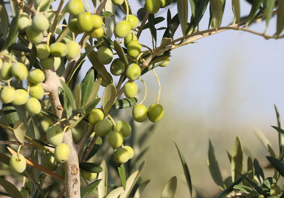 Ahorrar aceite de oliva solo cuesta 2,15 euros con este