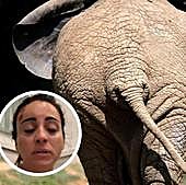 La pesadilla de una española en África: al borde de morir aplastada por un elefante