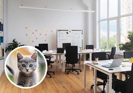 Deja su trabajo a los 47 minutos de empezar el primer día porque le obligan a elegir entre el empleo y su gato