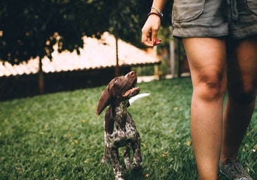 Una mujer es detenida tras restregar caca de perro en la cara de un vecino de 76 años durante una discusión