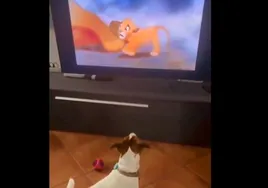 La impagable reacción de un perro ante la muerte de Mufasa en 'El Rey León'