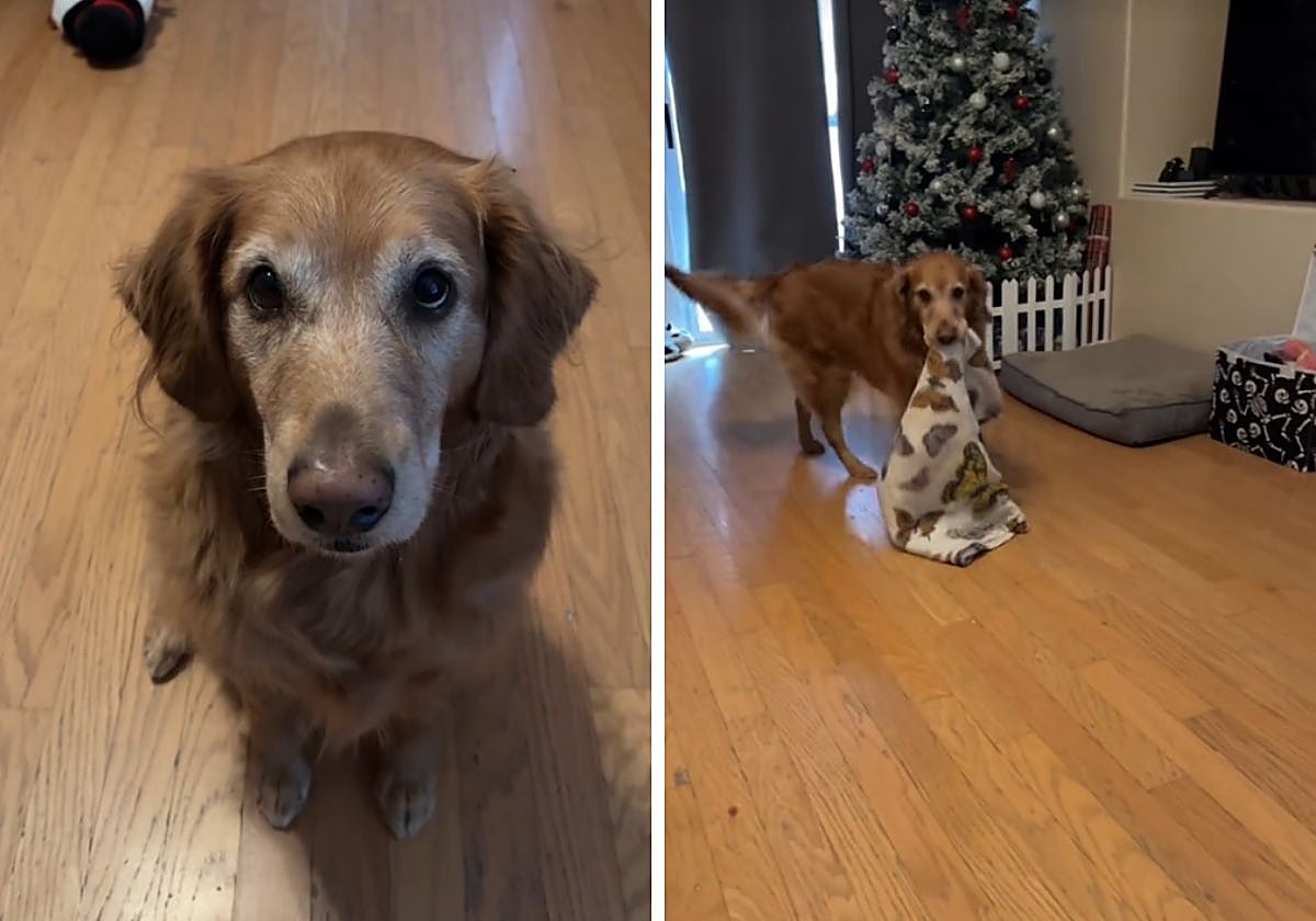 Sirius ha cautivado a miles de seguidores con su extraordinaria habilidad para realizar trucos que van más allá de lo convencional