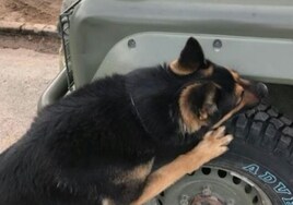 Riki, el perro militar disfruta de su jubilación tras 11 años al servicio de España