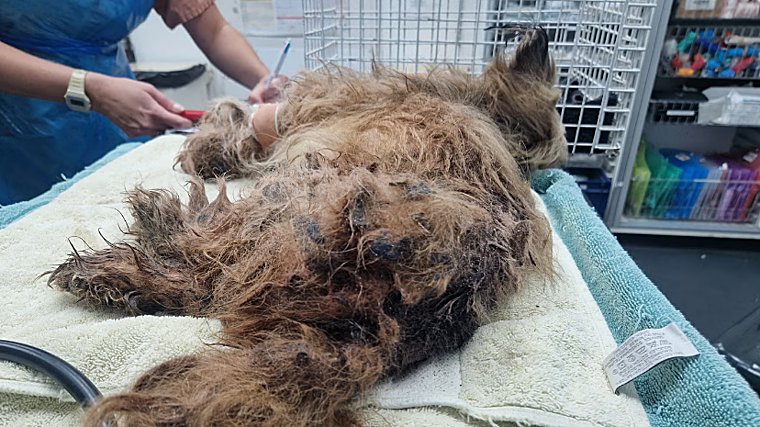 El veterinario diagnosticó que el animal padecía una carga severa de parásitos y deficiencia de hierro